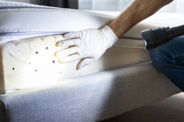 Best Best Pest Control Companies  in Long Grove, IA