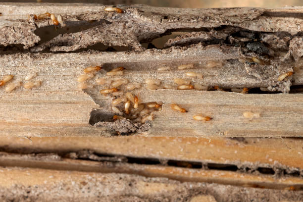 Best Commercial Pest Control Services  in Long Grove, IA